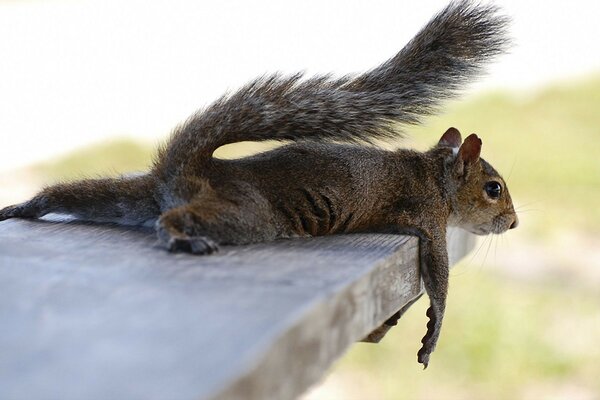 जानवरों डेस्कटॉप वॉलपेपर