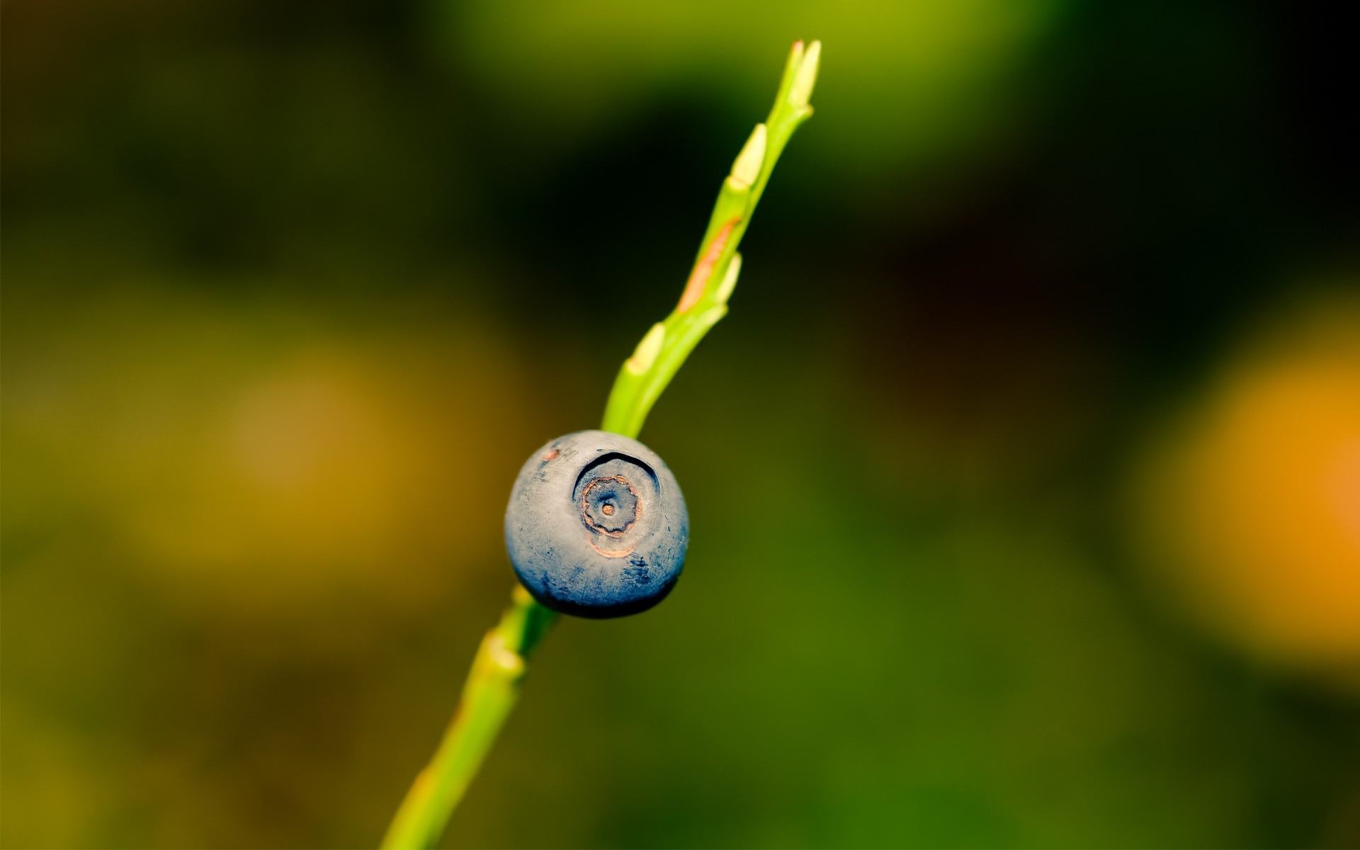 प्रकृति पत्ती वनस्पति कलंक रंग गर्मी उद्यान विकास घर के बाहर गिरावट फल