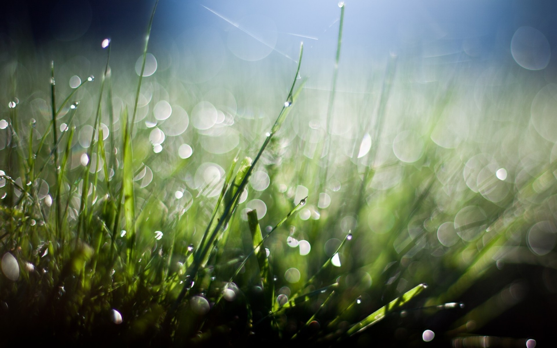 घास लॉन ओस घास का मैदान क्षेत्र गिरावट डेस्कटॉप वनस्पति भोर बगीचा बारिश प्रकृति सूरज गर्मी रंग रसीला उज्ज्वल अच्छा मौसम धुंधलापन ताजगी