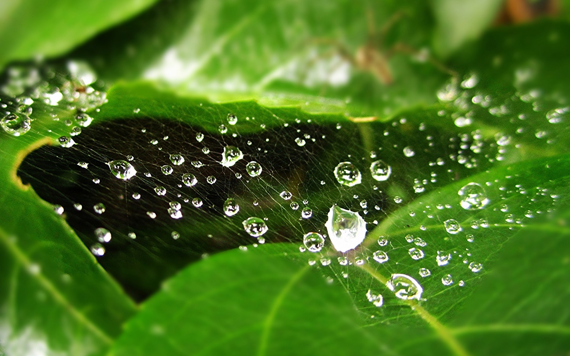 ओस बारिश गिरावट बूँदें गीला पत्ती बूँदें वनस्पति पानी सफाई मेड़ ताजगी प्रकृति उद्यान विकास तरल ओस मध्यम पास पानी की बूँदें आकर्षित किया । वेब स्पाइडर