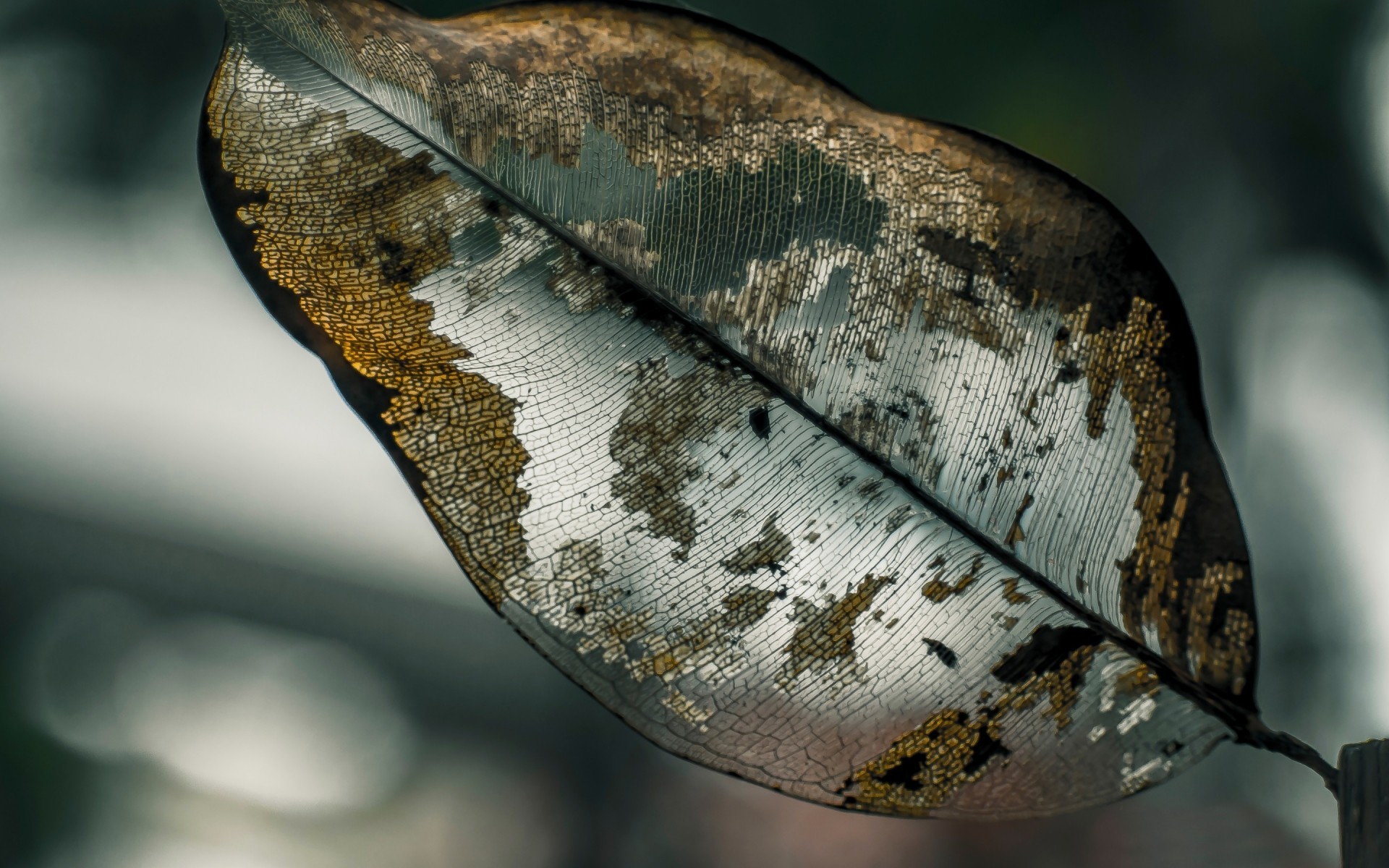 प्रकृति एक पशु डेस्कटॉप पत्ता