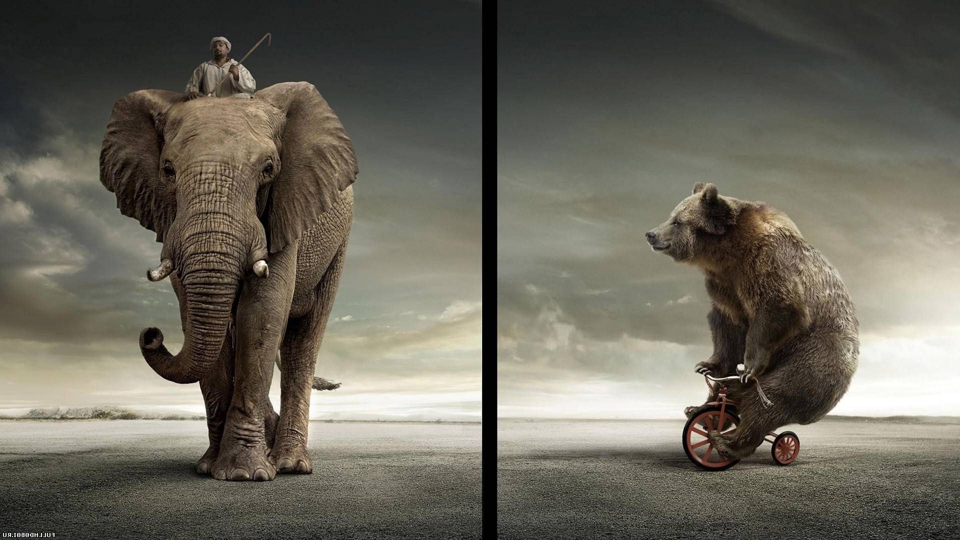 स्तनपायी पशु हाथी एक वन्यजीव दो चित्र