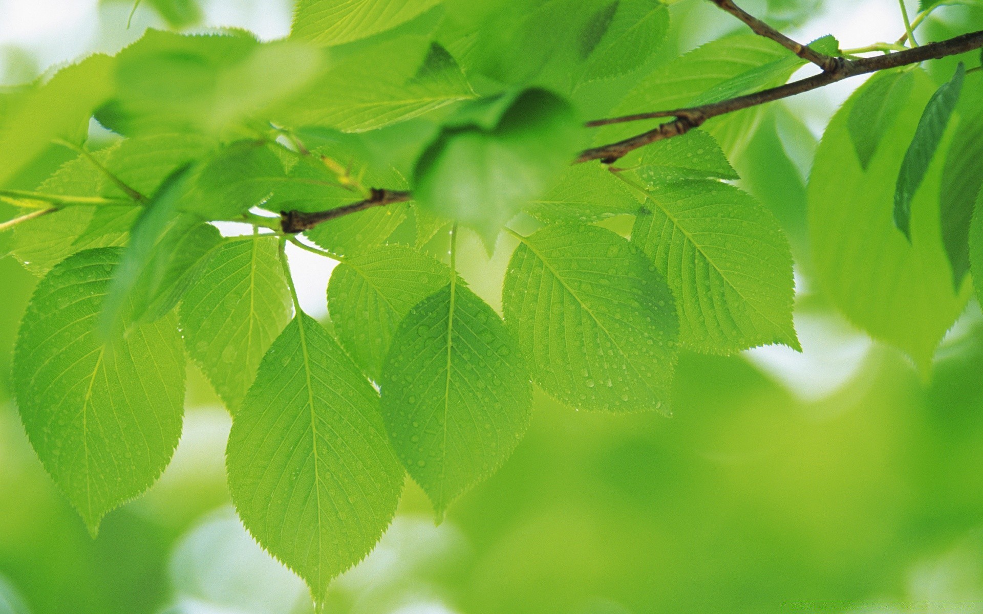पौधों पत्ती वनस्पति विकास प्रकृति रसीला गर्मी पर्यावरण उद्यान ताजगी पारिस्थितिकी उज्ज्वल पेड़ अच्छा मौसम शाखा सड़क पर पर्यावरण बारिश साफ-सफाई