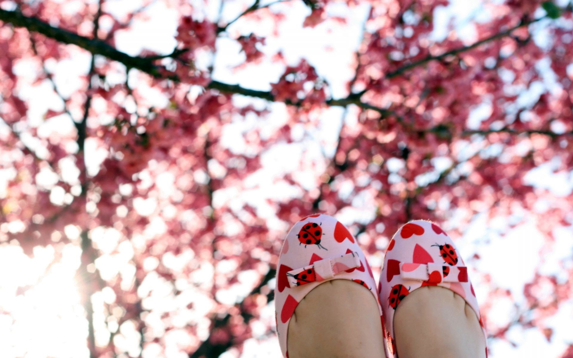 चेरी पेड़ फूल घर के बाहर सर्दी मौसम प्रकृति परिदृश्य शाखा पार्क