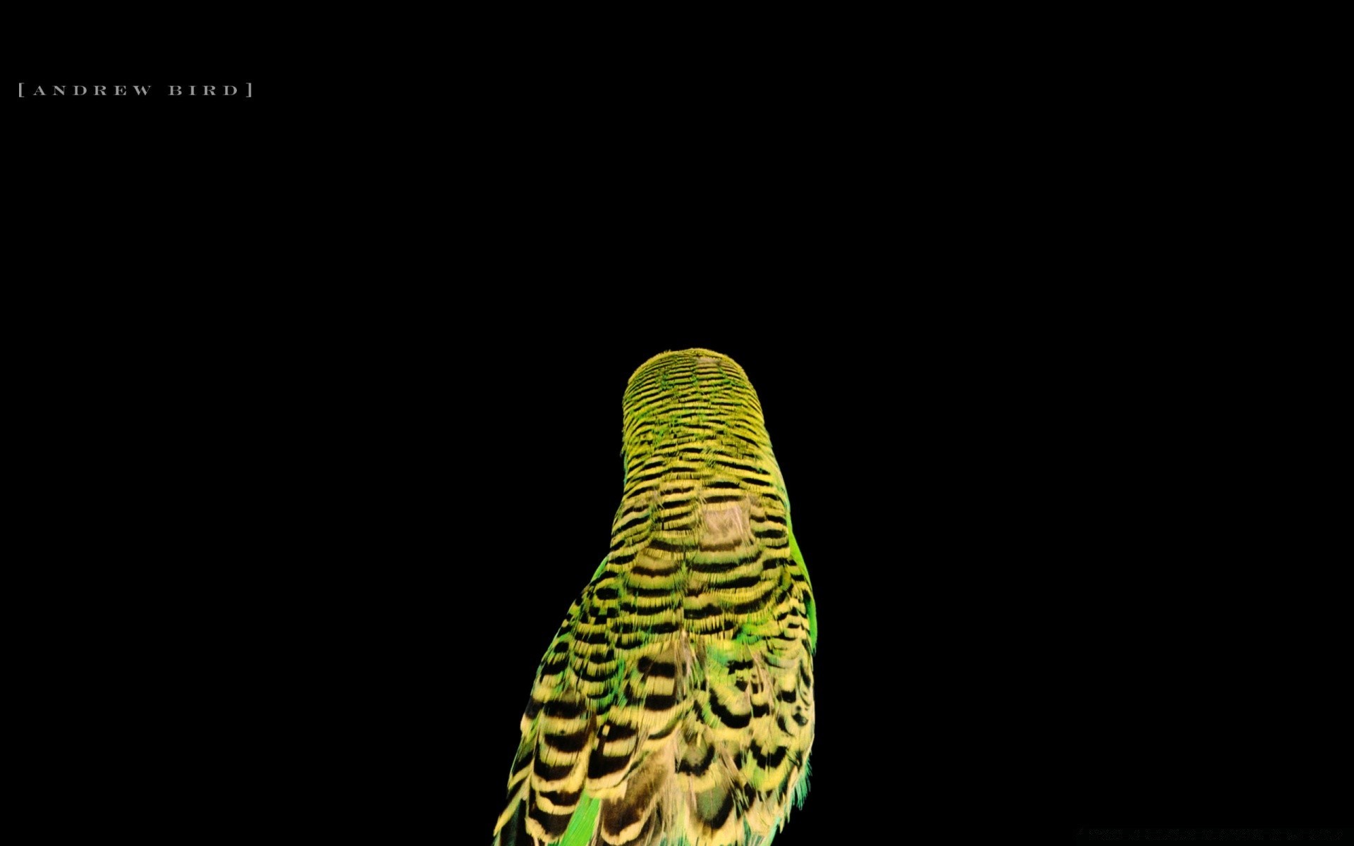 तोता प्रकृति एक जीव विज्ञान वन्यजीव पक्षी