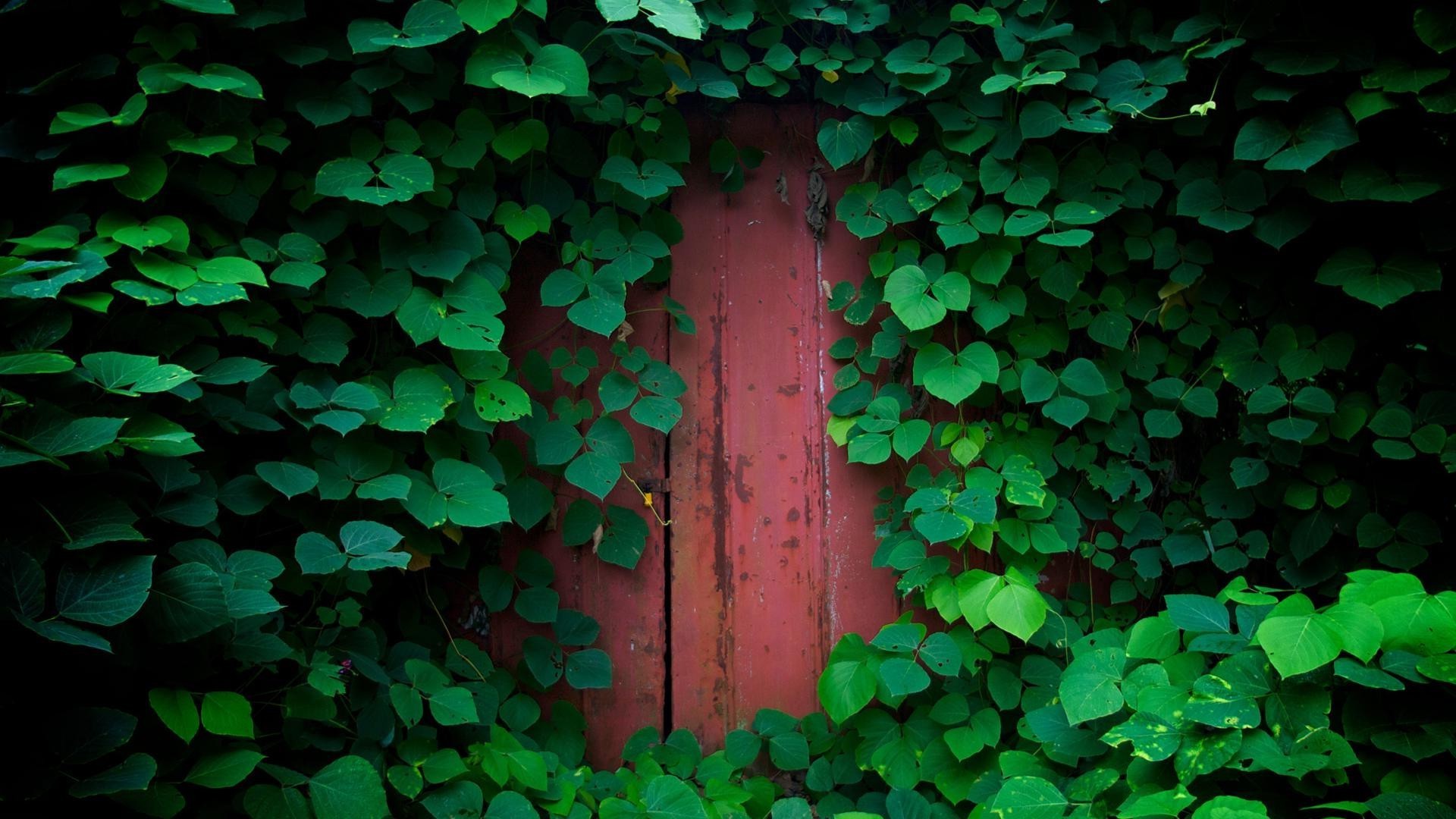 पत्ता आइवी लता डेस्कटॉप सार बनावट उद्यान दीवार तिपतिया घास प्रकृति विकास वनस्पति लकड़ी भाग्य टेम्पलेट