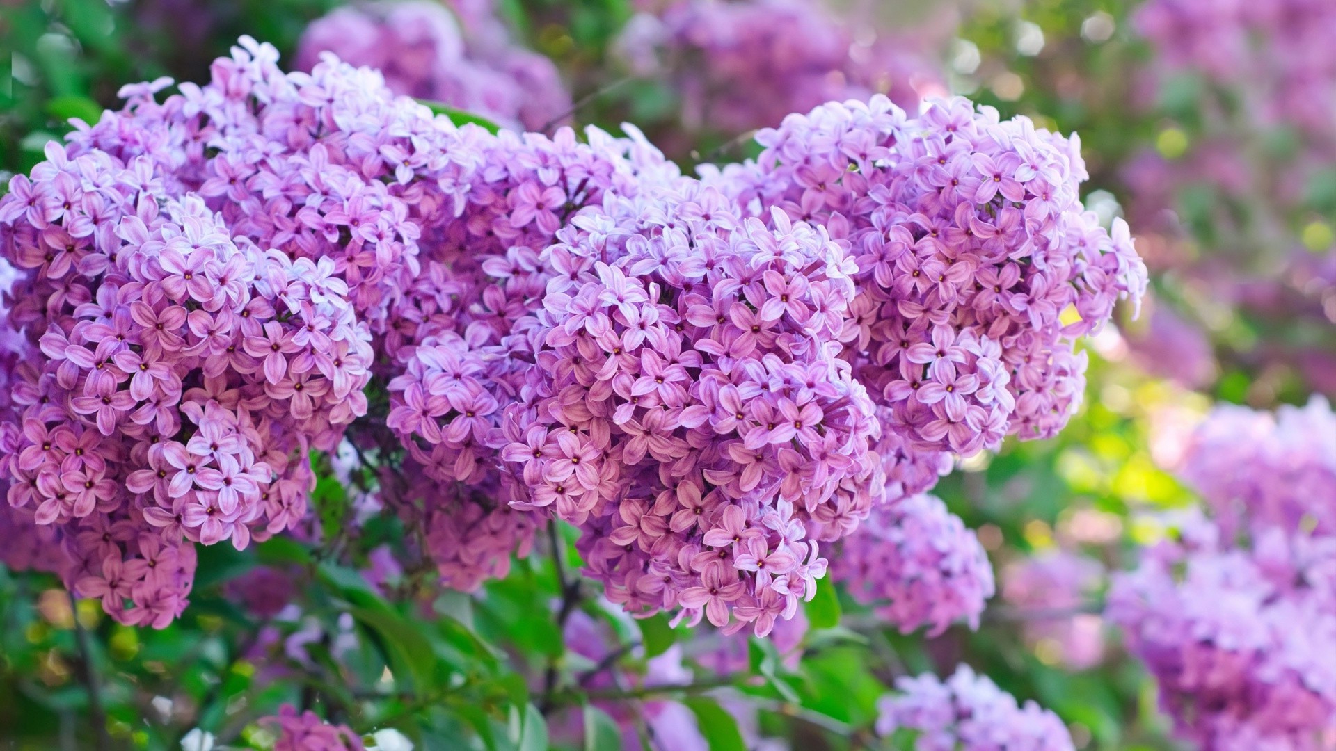 फूल वनस्पति प्रकृति उद्यान झाड़ी खिल गर्मी पत्ती लैवेंडर पुष्प विकास रंग मौसम पत्ती उज्ज्वल शाखा पेड़ वनस्पति आउटडोर