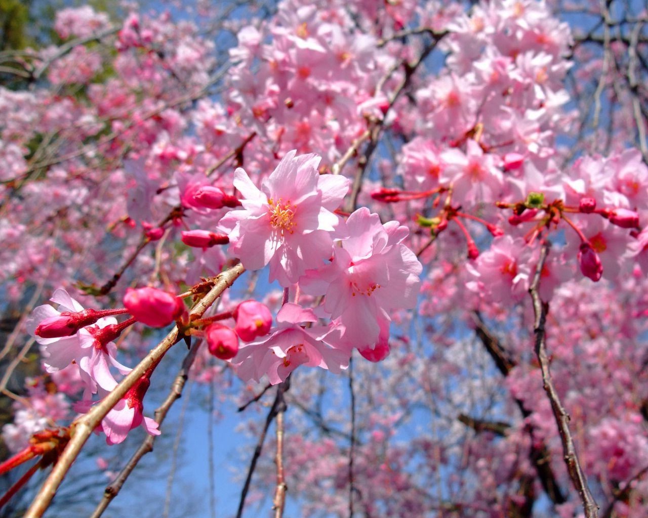 चेरी फूल शाखा पेड़ वनस्पति प्रकृति मौसम खिल उद्यान विकास पत्ती पत्ती वसंत दोस्त घर के बाहर पार्क रंग उज्ज्वल पुष्प
