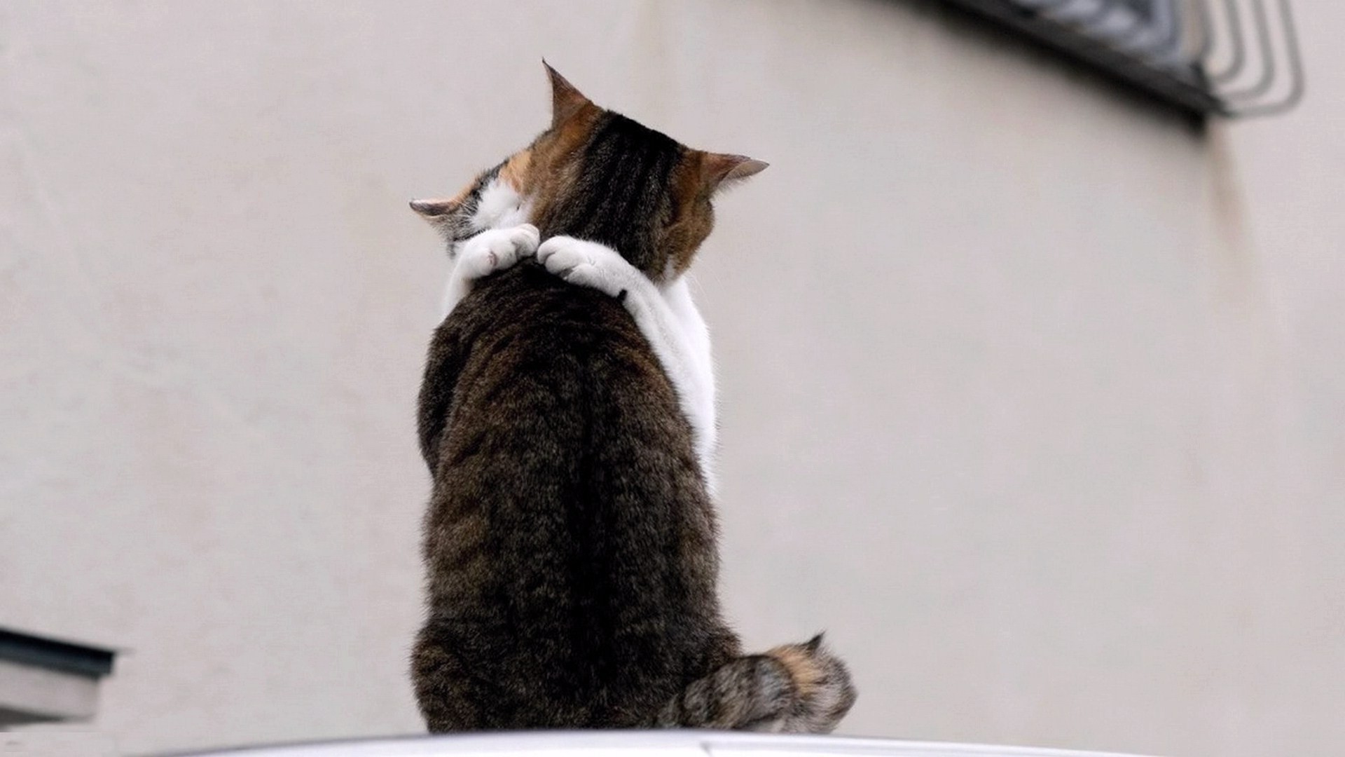 बिल्ली स्तनपायी प्यारा जानवर बिल्ली का बच्चा पालतू जानवर एक घरेलू फर