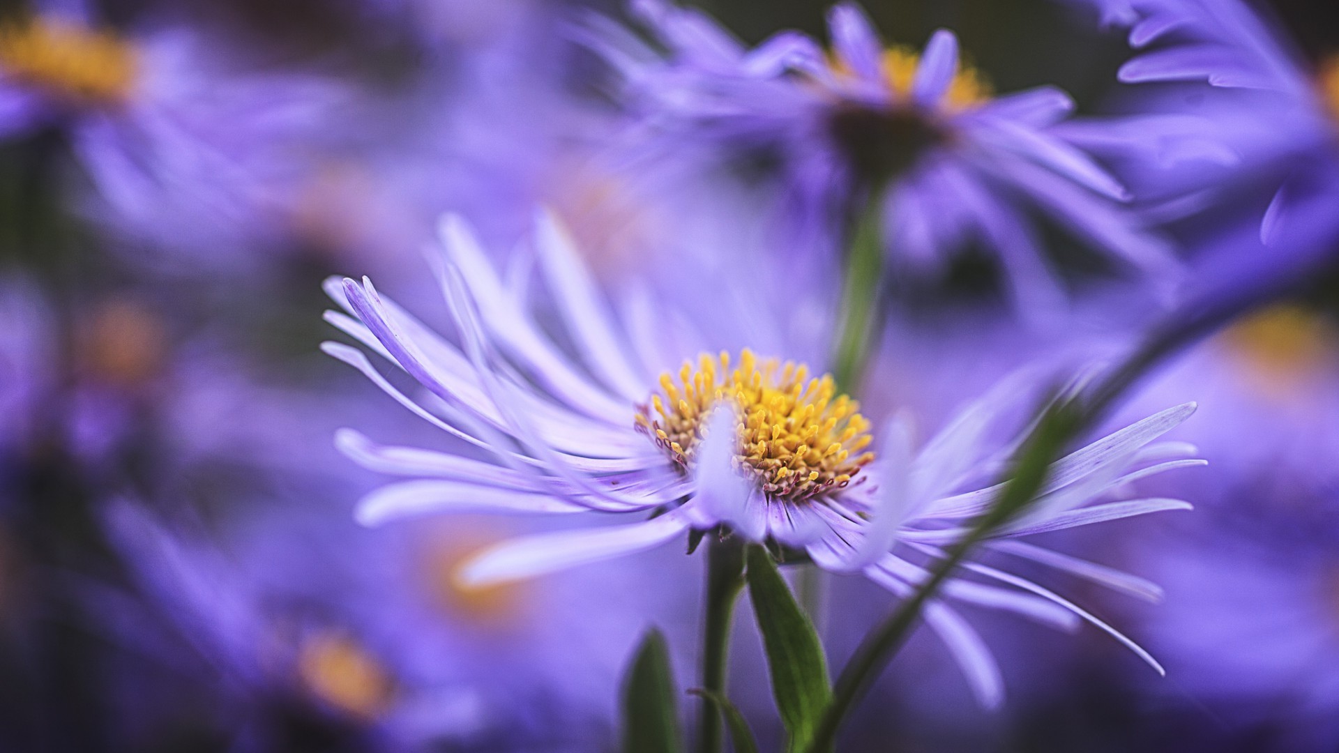 प्रकृति फूल वनस्पति गर्मी उद्यान पुष्प पत्ती उज्ज्वल पत्ती रंग खिल बंद हुआ सुंदर सड़क पर कोमल