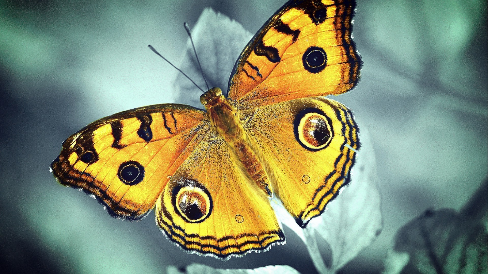 तितली कीट प्रकृति अकशेरुकी वन्यजीव पशु पंख सम्राट आउटडोर लेपिडोप्टेरा कीट रंग गर्मी जीव विज्ञान उद्यान जंगली मक्खी सुंदर