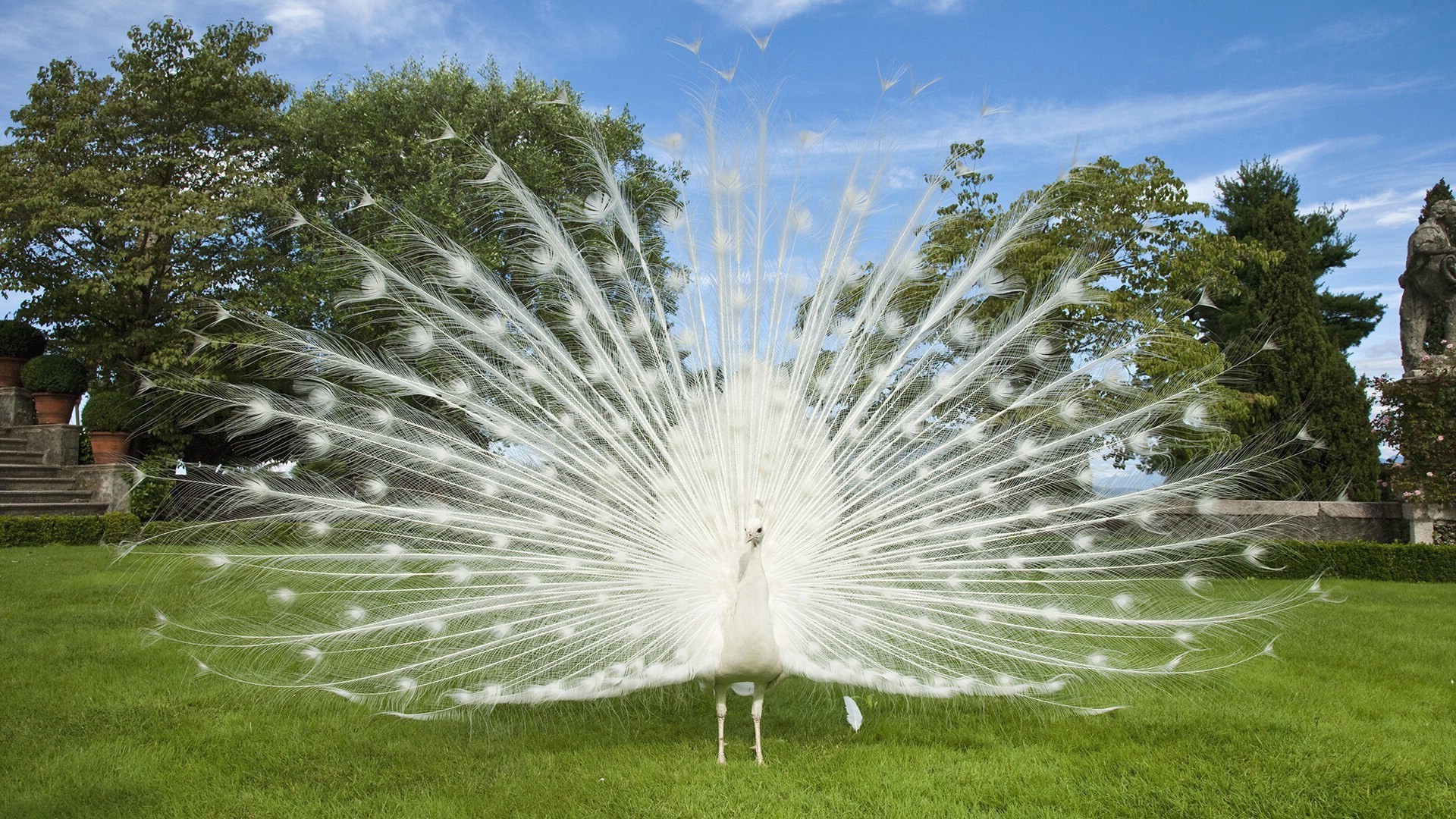 प्रकृति घास पार्क सड़क पर सुंदर गर्मी उद्यान उज्ज्वल आकाश वनस्पति लॉन