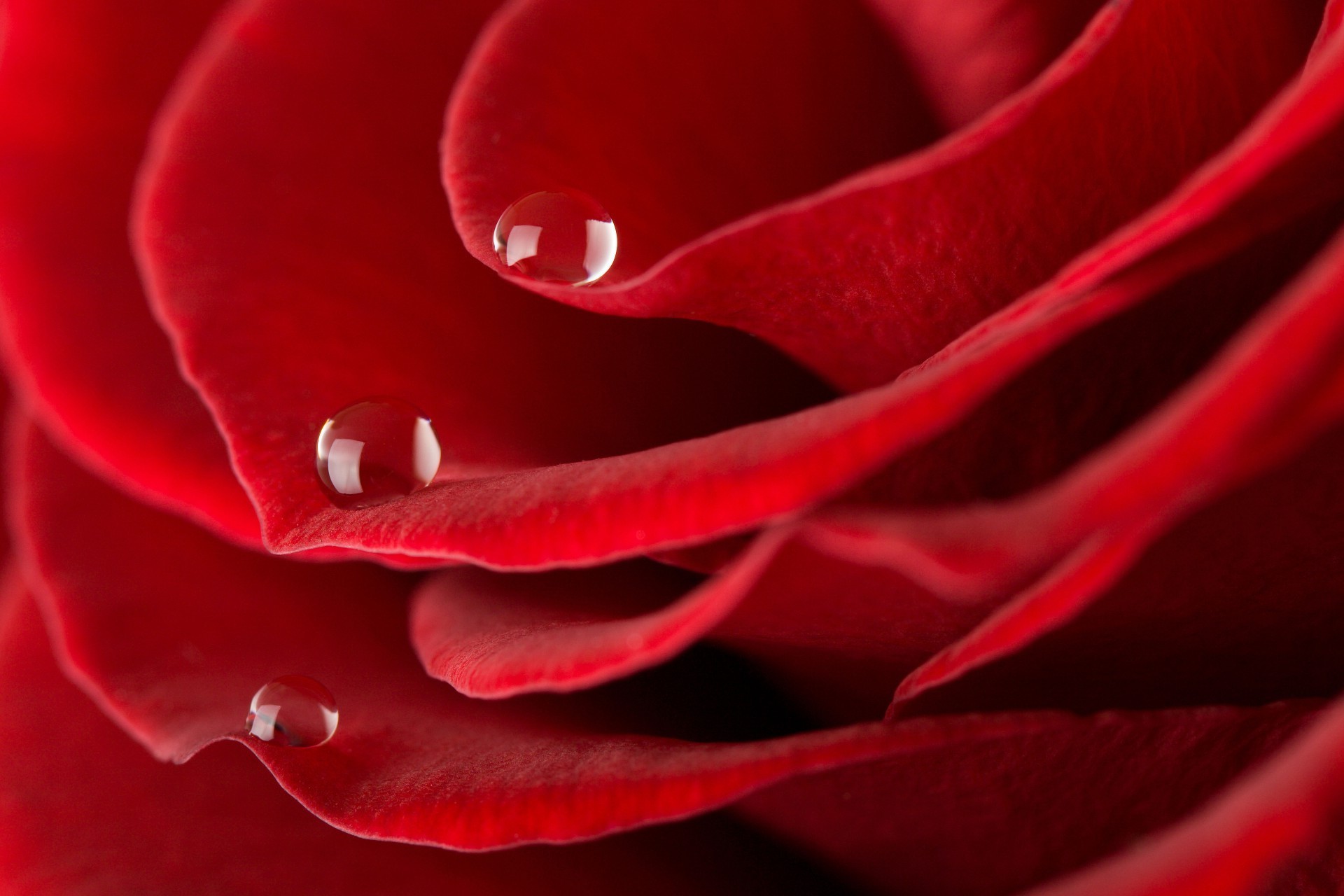 गुलाब प्यार रोमांस फूल पत्ती रोमांटिक खिल निविदा शादी की सालगिरह वनस्पति प्रकृति वनस्पति उपहार सुंदर उद्यान रंग प्यार ओस पुष्प