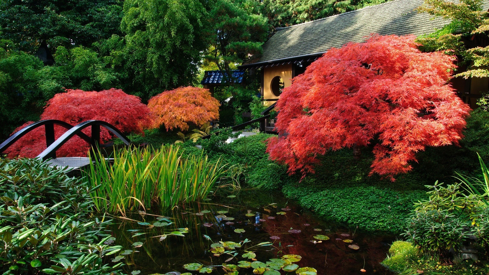 पत्ता उद्यान पेड़ शरद ऋतु पार्क लकड़ी प्रकृति आउटडोर फूल परिदृश्य मौसम
