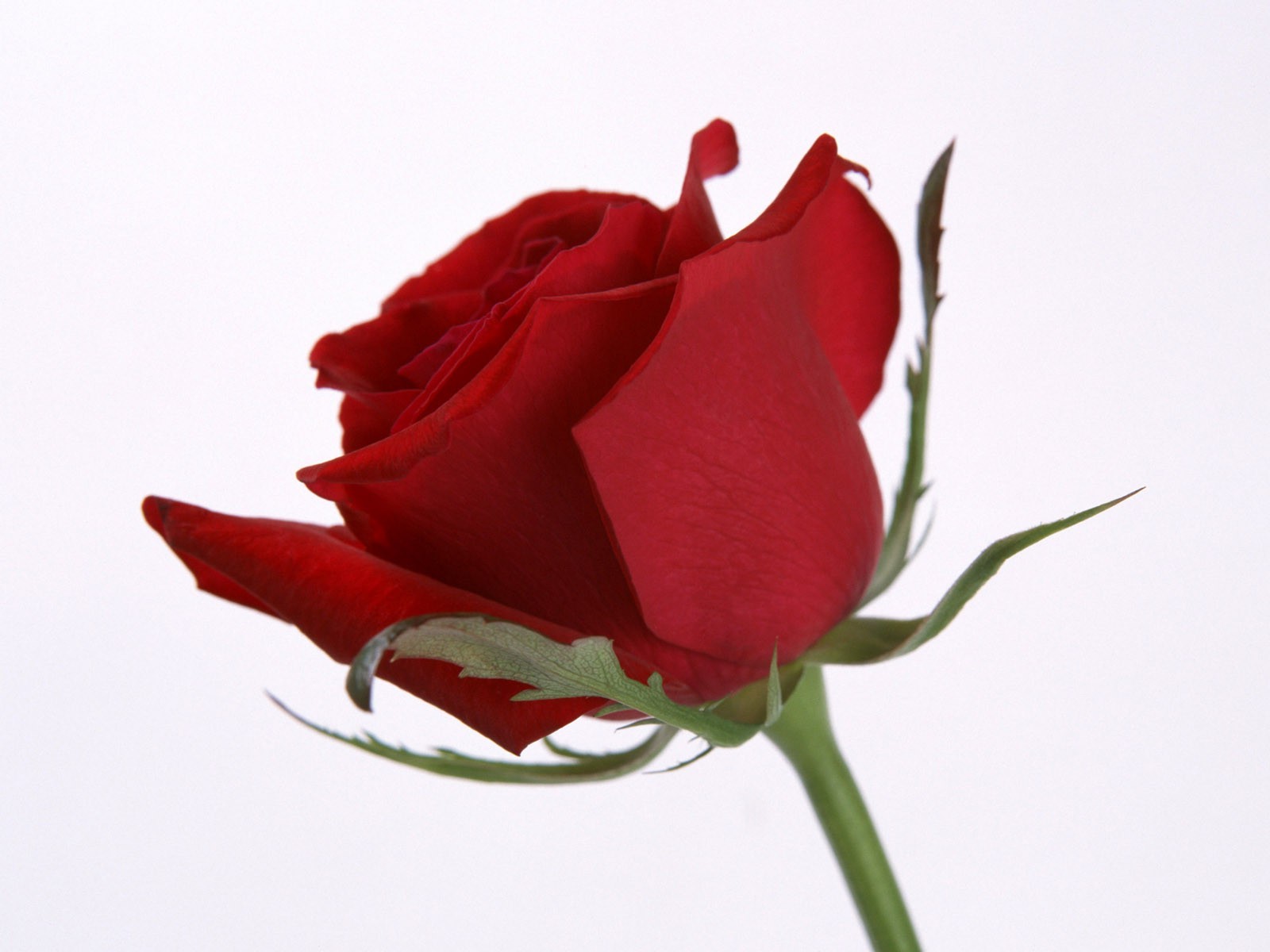 फूल गुलाब प्यार रोमांस प्रकृति पुष्प शादी उपहार पत्ती वनस्पति शादी की सालगिरह गुलदस्ता पत्ती दोस्त रोमांटिक रंग गर्मी खिल जन्मदिन