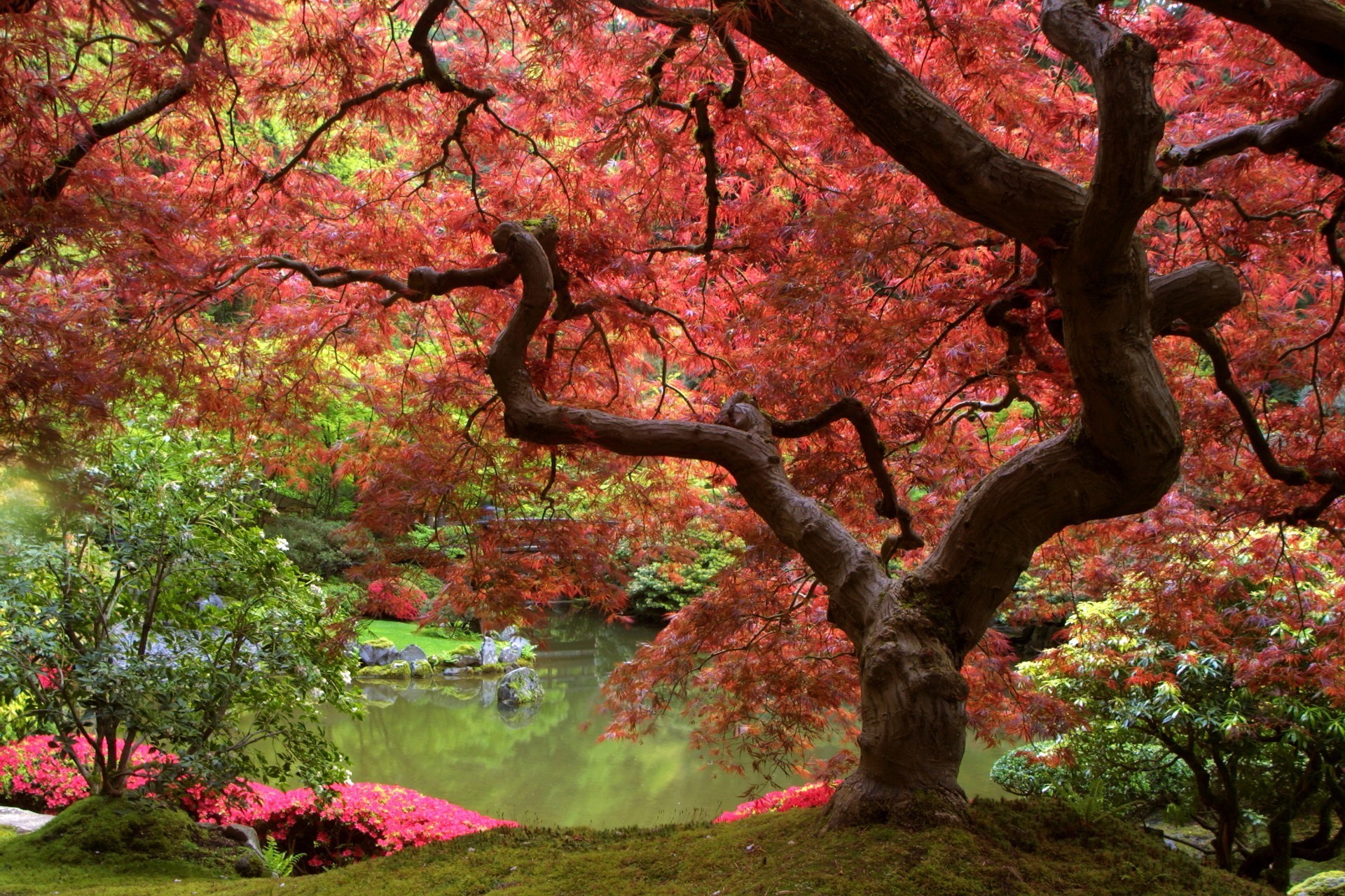 पेड़ पत्ती शरद ऋतु पार्क मेपल शाखा प्रकृति मौसम परिदृश्य लकड़ी उद्यान आउटडोर रंग फूल वनस्पति पर्यावरण दर्शनीय