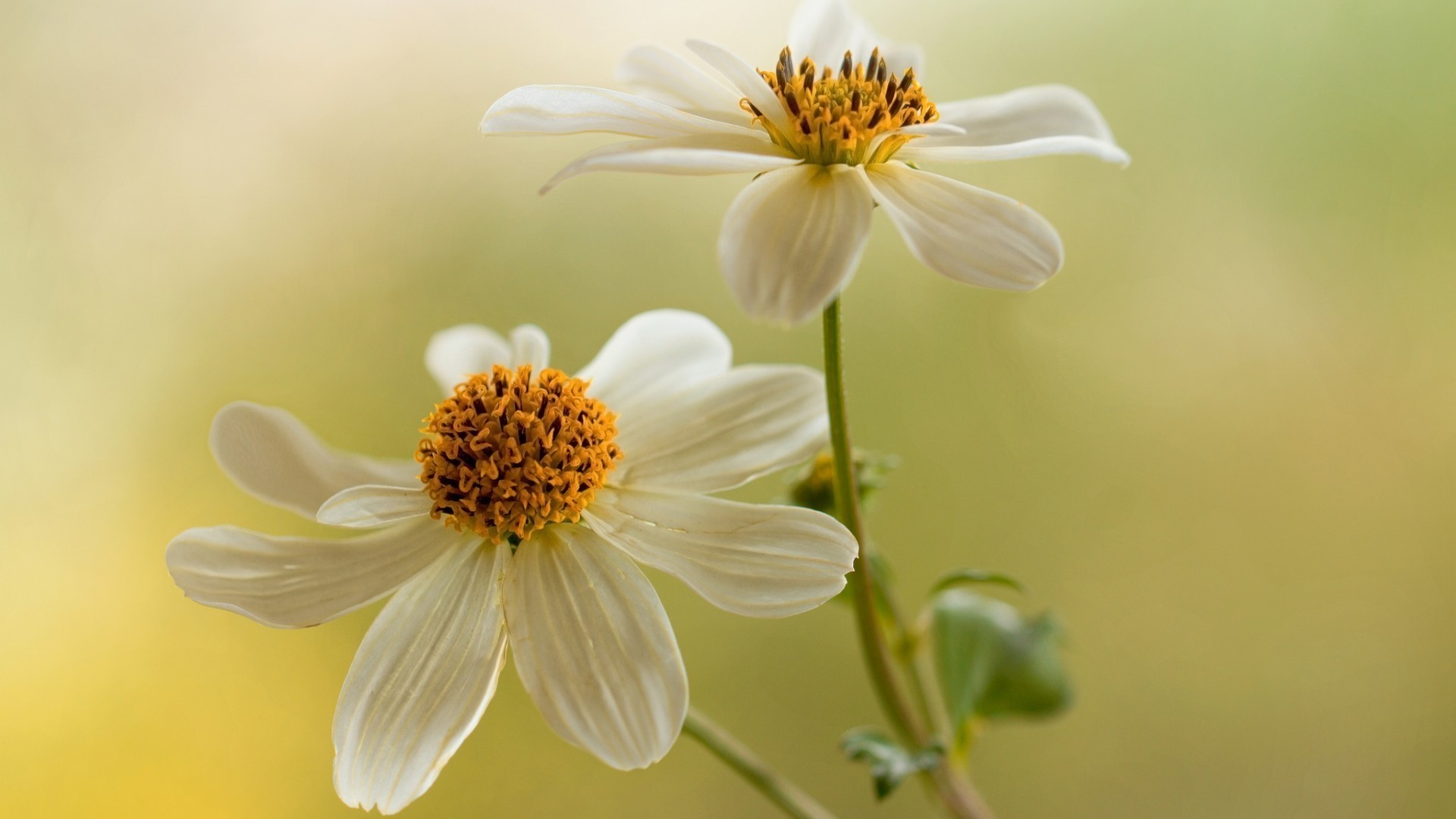 प्रकृति फूल वनस्पति गर्मी पत्ती उद्यान पुष्प विकास उज्ज्वल पत्ती