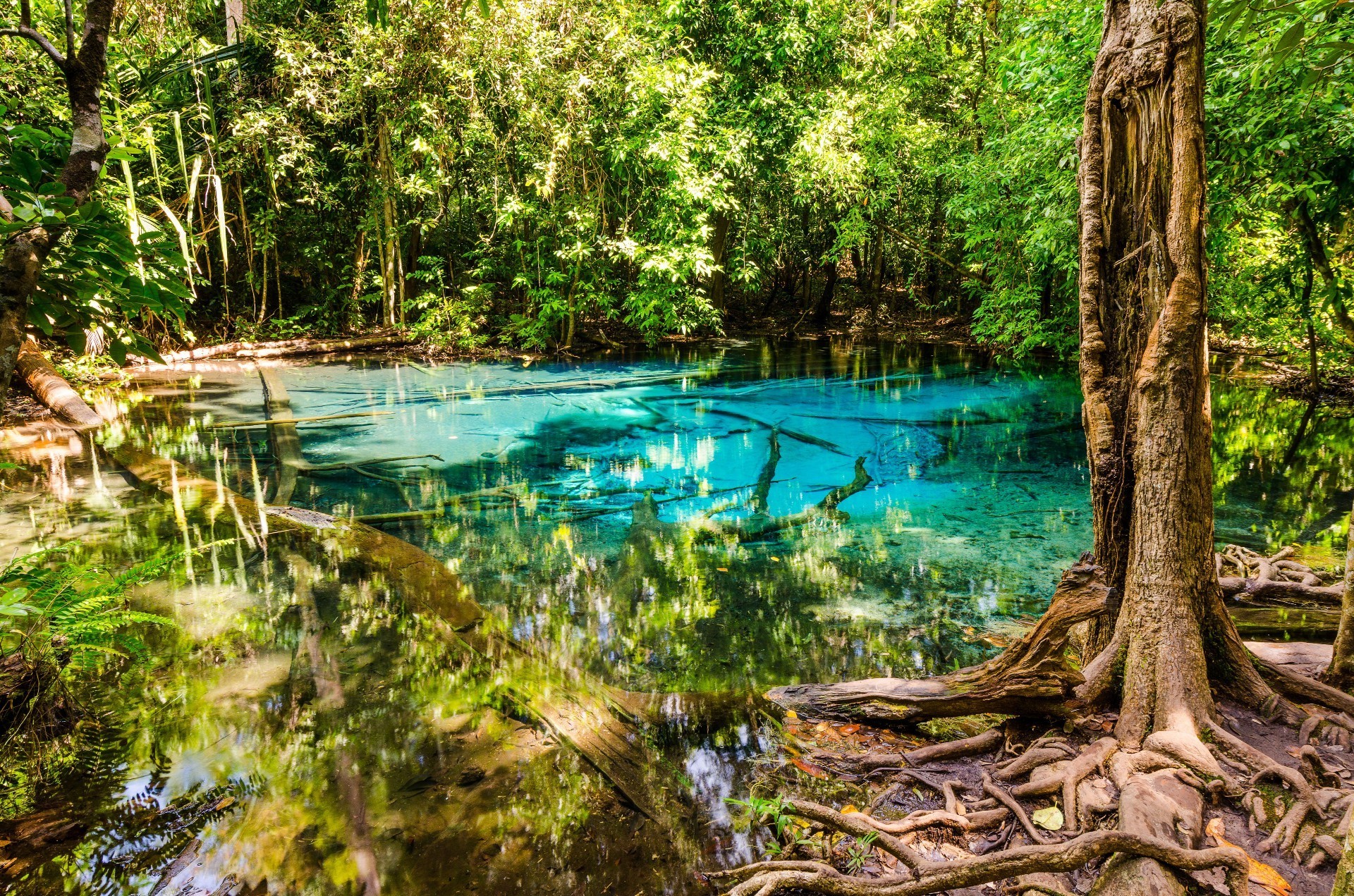 पानी लकड़ी प्रकृति पेड़ पत्ती गर्मी यात्रा उष्णकटिबंधीय परिदृश्य पार्क नदी वनस्पति सुंदर आउटडोर पर्यावरण जंगल सुंदर झील प्रतिबिंब