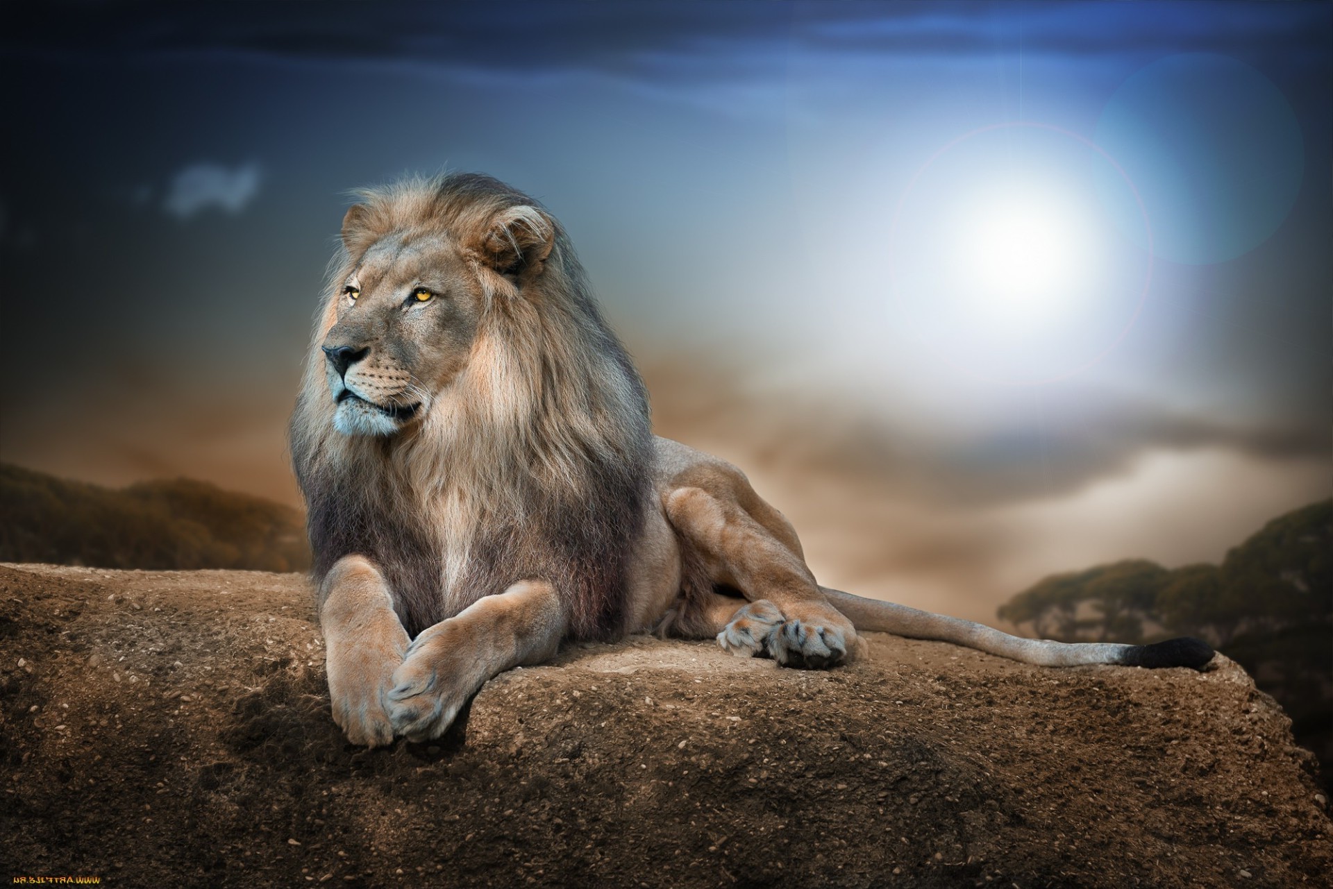 स्तनपायी शेर वन्यजीव