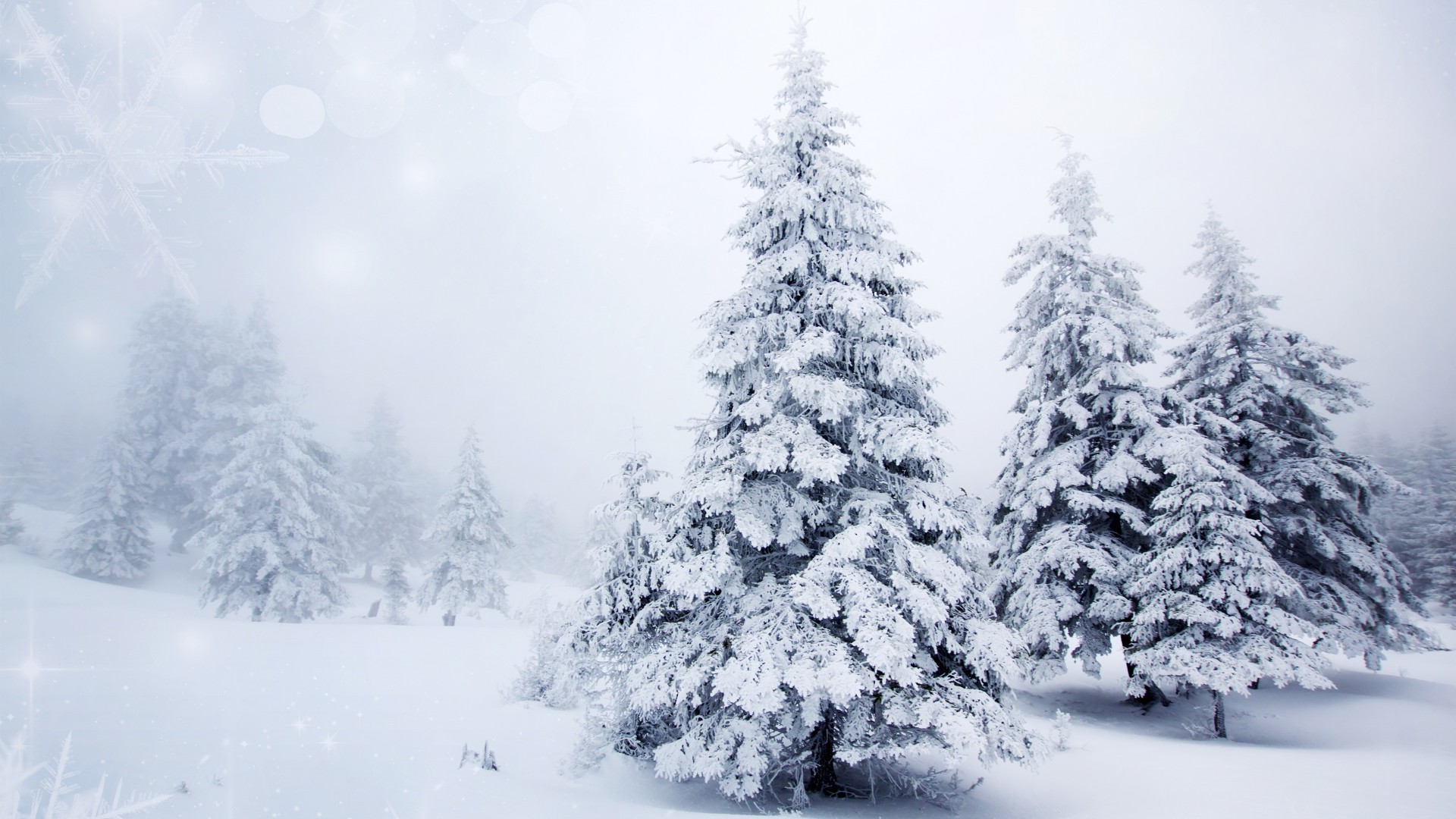 बर्फ सर्दी ठंढ ठंड जमे हुए बर्फ लकड़ी पेड़ मौसम मौसम क्रिसमस पाइन बर्फ ठंढा बर्फानी तूफान देवदार परिदृश्य सजाना