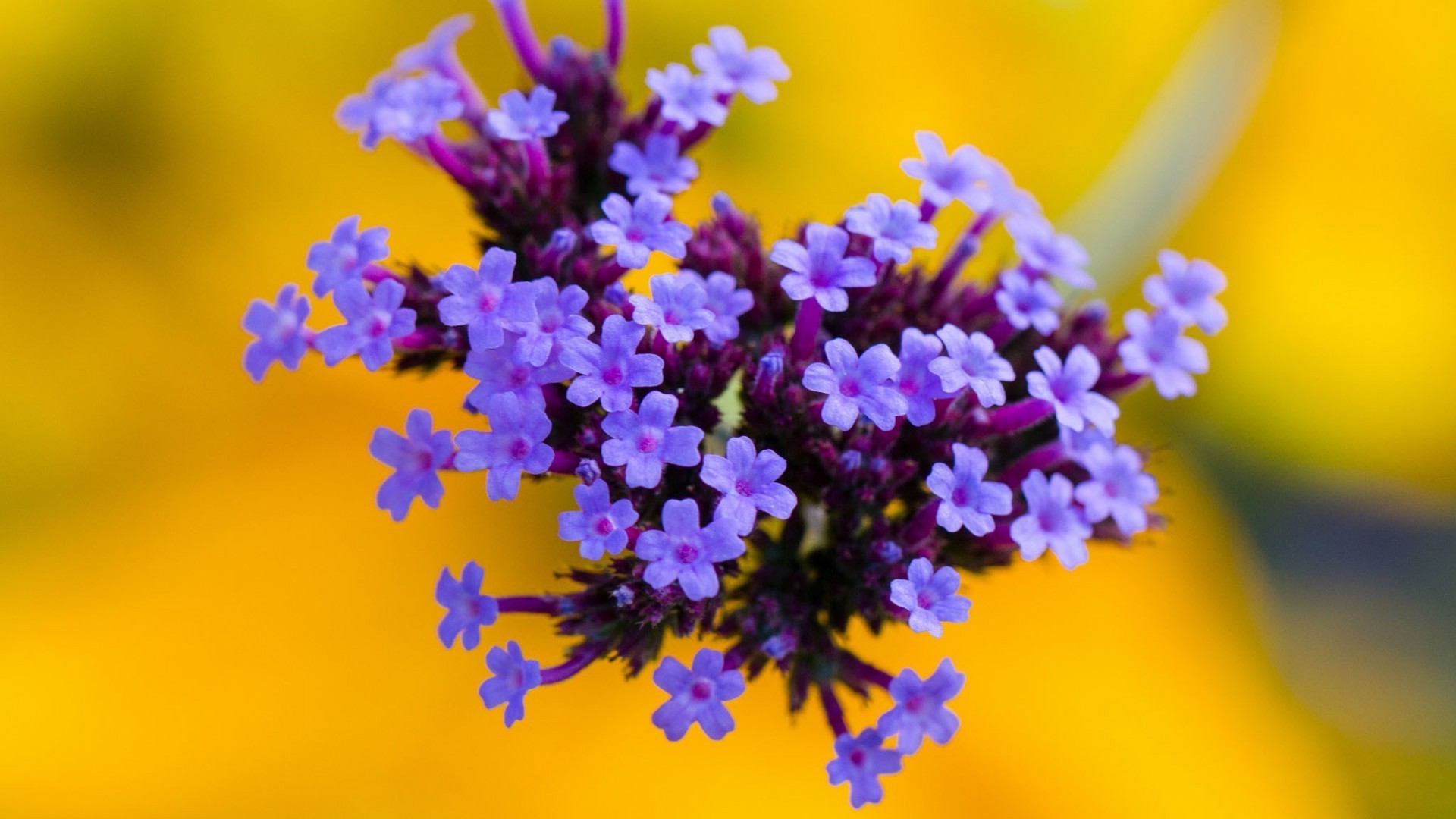 फूल प्रकृति फ्लोरा पुष्प कलंक उद्यान गर्मी पत्ती रंग खिल