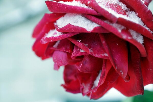 लाल फूल बर्फ के साथ छिड़का