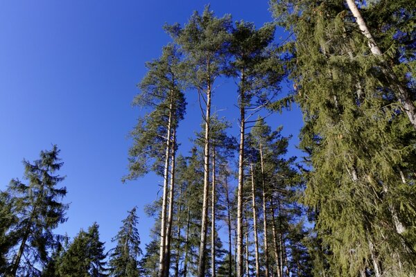 खुले आसमान के नीचे गर्मियों में प्रकृति