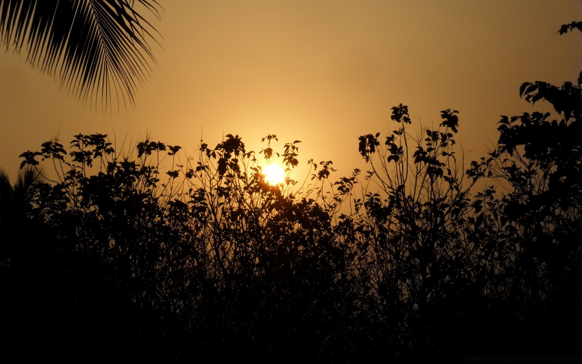 आकाश सिल्हूट सूर्यास्त सूरज सुबह प्रबुद्ध पेड़ प्रकृति शाम गोधूलि परिदृश्य आकाश घर के बाहर गर्मी प्रकाश पक्षी