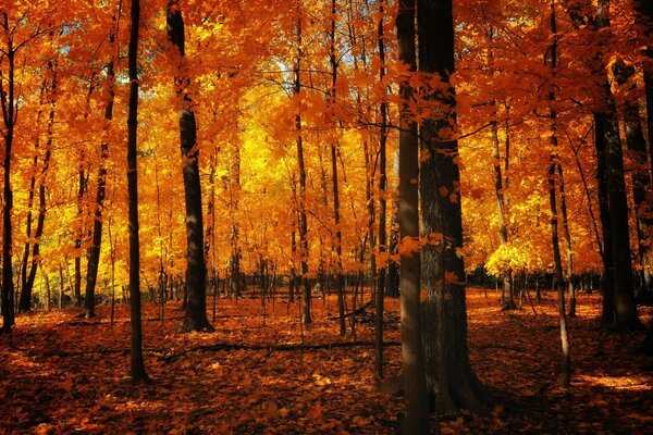 नारंगी टन में सुंदर शरद ऋतु वन