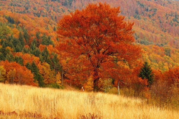 गोल्डन शरद ऋतु और प्रकृति