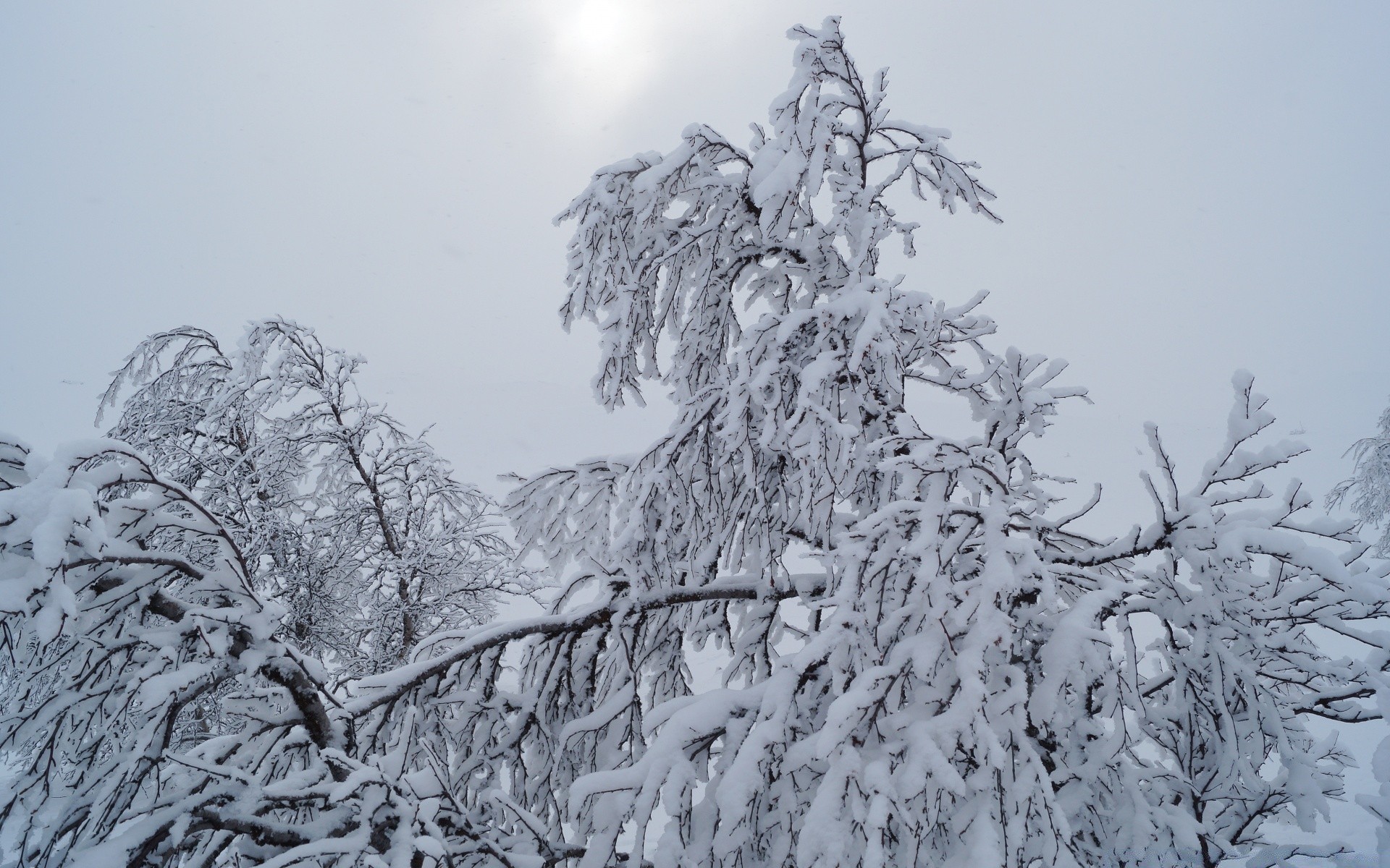 सर्दी बर्फ ठंढ ठंड लकड़ी जमे हुए लकड़ी मौसम बर्फ मौसम परिदृश्य बर्फ से सफेद बर्फ बर्फीले ठंढा दृश्य शाखा बर्फानी तूफान दर्शनीय