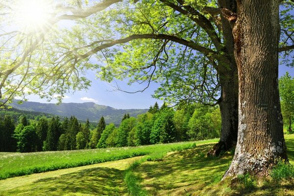 एक पेड़ के साथ सुबह का परिदृश्य